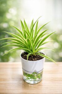 Self Watering Plant