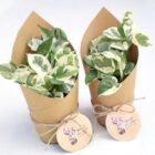 gift plants_page-0001