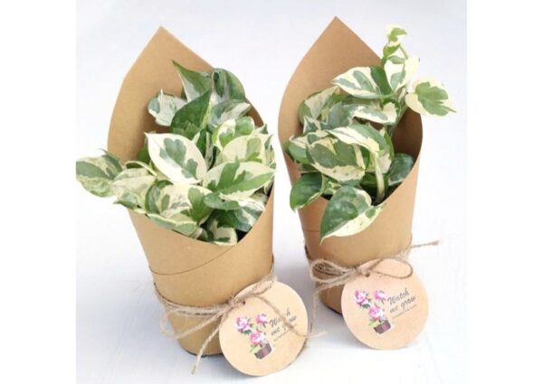 gift plants_page-0001