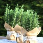 gift plants_page-0002