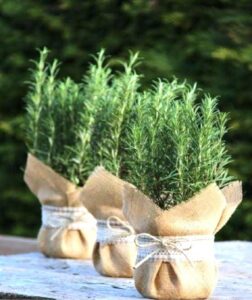 Plant Gift