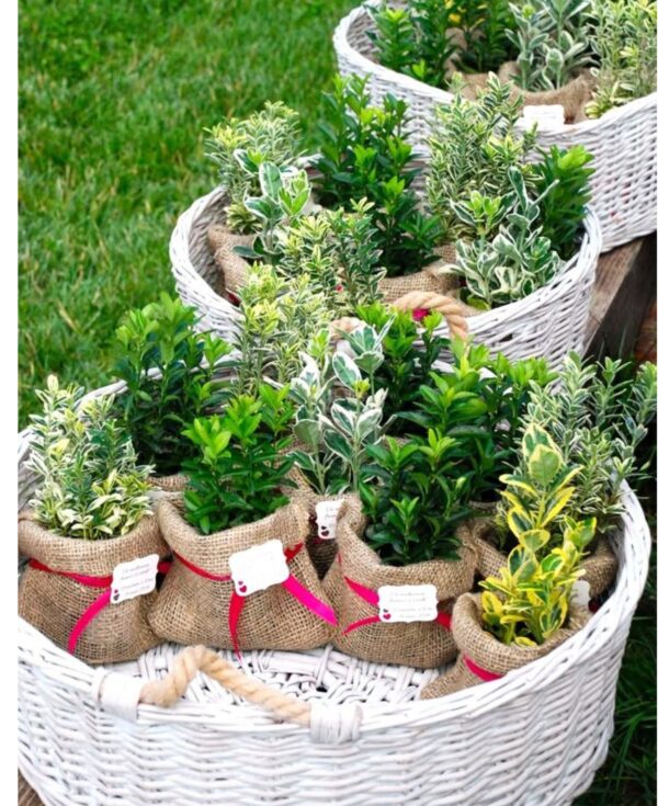 gift plants_page-0004