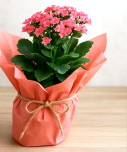 Plant Gift
