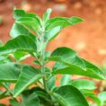 Ashwagandha-Plant-3