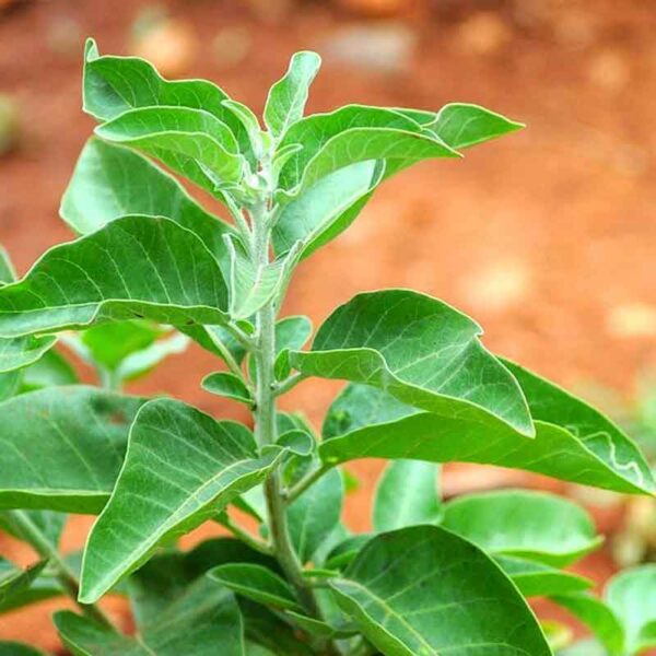 Ashwagandha-Plant-3