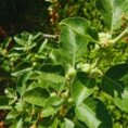 The-ashwagandha-plant-with-flowering-berries