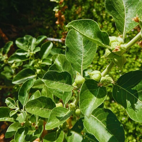 The-ashwagandha-plant-with-flowering-berries