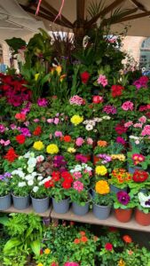 Flowering Plant