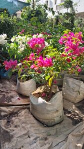 Bougainvillea Flowering Plant (Live) – Outdoor Ornamental Plant