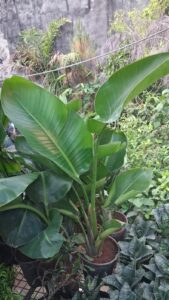 Bird of Paradise Plant Original (Strelitzia nicolai) – Live Indoor Decorative Plant