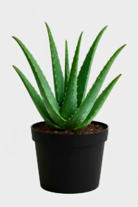 Aloe Vera Live Plant (with Plastic Pot) – Indoor & Outdoor Herbal Medicinal Plant