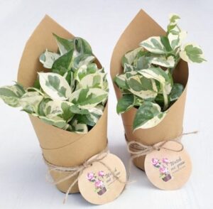 Money plant|Best Air purifying plant | Gift plant|size 5"inch,Qty.02 N