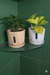 Best Air purifying plant | High quality ceramic pots|with plant|size 5"inch,Qty.02 N