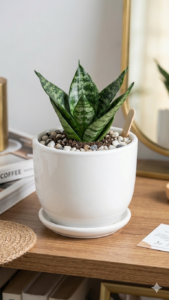 Premium White Ceramic|Self-Watering |with Live Green Snack plant Pot size 5"inch