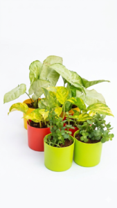 Best Indoor Plants Combo (Pack of 6) - Money Plant, Jade Plant & Singonniyam Plant