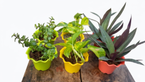 Premium Indoor Plants Combo (Pack of 6) - Money Plant, Jade Plant & Rhoeo Plant