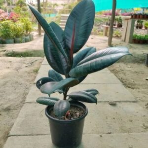 Rubber Plant (Ficus elastica) 01Nos