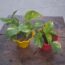 IMG-20260518-WA0002