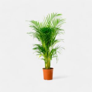 Areca Palm (often spelled "Arika Pam") 01N