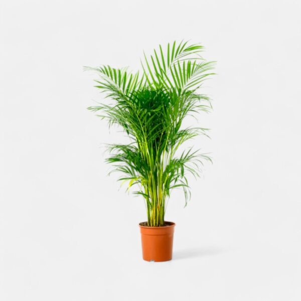 areca-palm-second