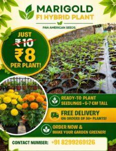 Marigold F1 Hybrid Plant | Ready from High Quality Seeds | 25 Nos minimum order